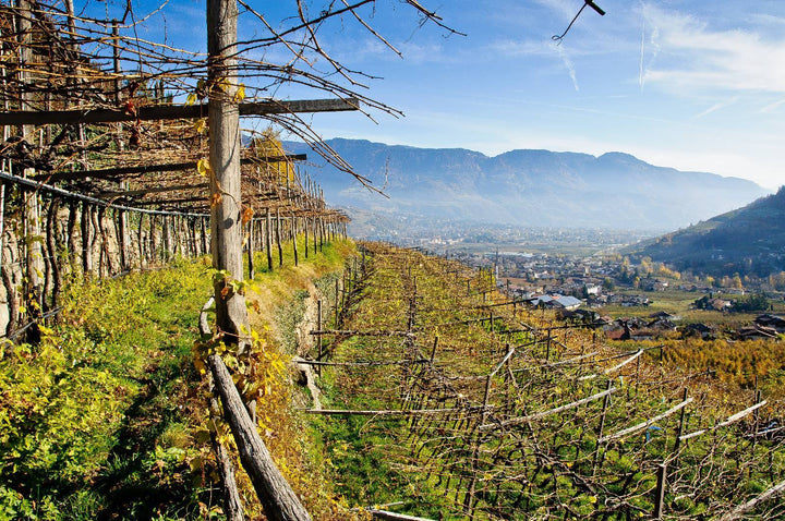 Im Fokus: Weingarten Südtirol