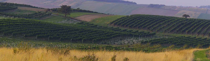 Weinregion Carnuntum Österreich