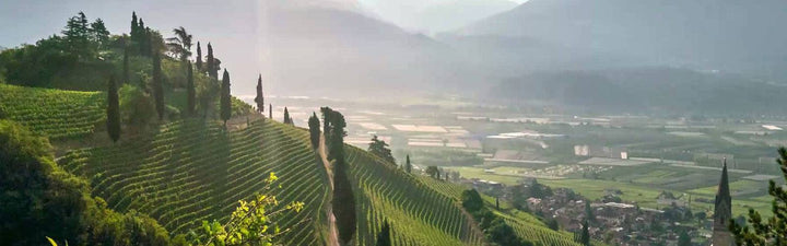 Weine aus dem Südtirol - Italien