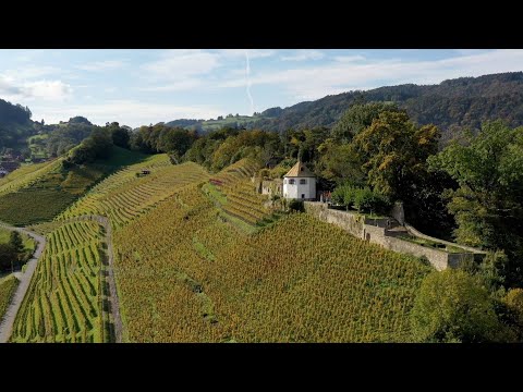 Felswein Chardonnay 2018 - Weingut Tobias - Limitiert